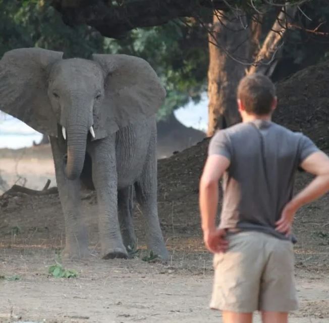 （已签发）南非野生动物保护区CEO遭大象踩死