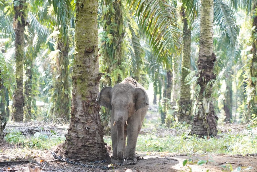 迁移行动启动以来 加亨区一周捕9头野象