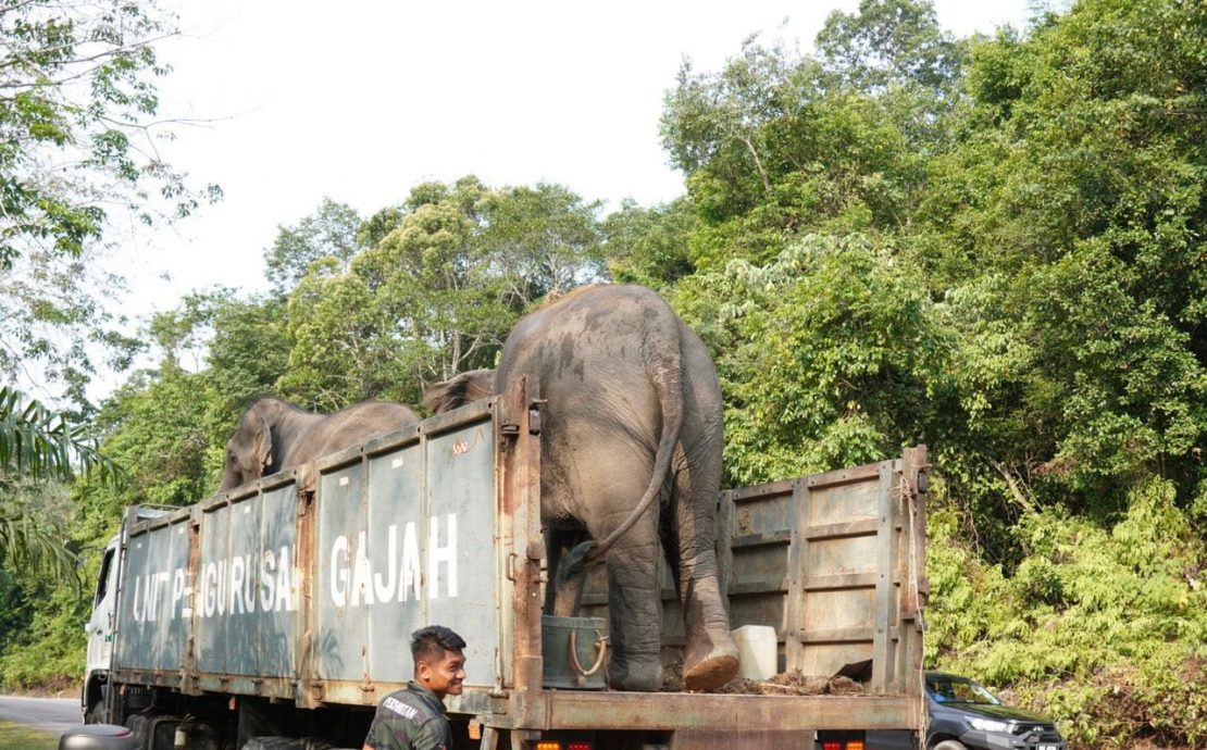 迁移行动启动以来 加亨区一周捕9头野象
