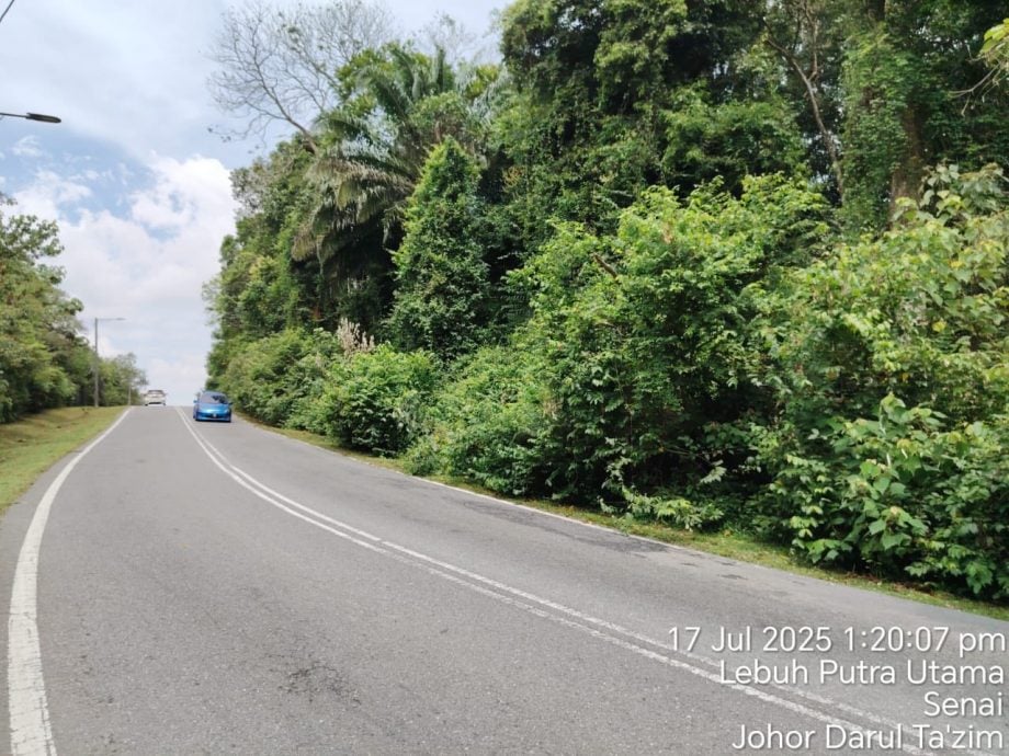 士乃机场路通往太子城捷径 修剪沿途树木