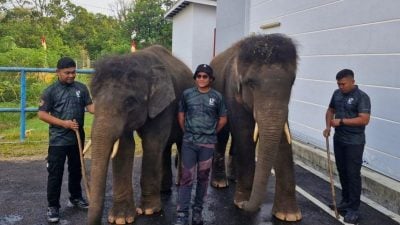 柔州政府首次拨款60万   减少人象冲突