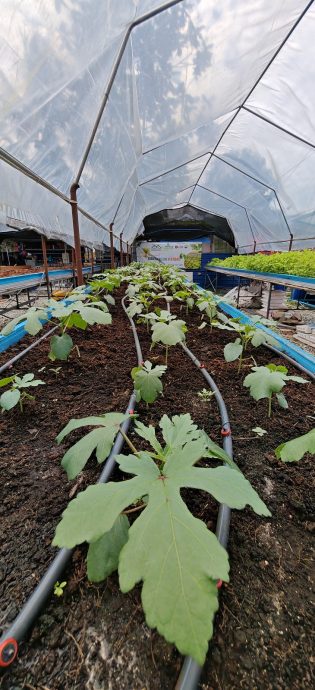 (已签发)柔:封面特稿:居委会种出热销品 金山园社区菜园成楷模