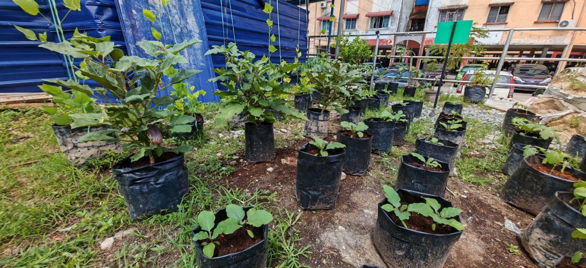 (已签发)柔:封面特稿:居委会种出热销品 金山园社区菜园成楷模