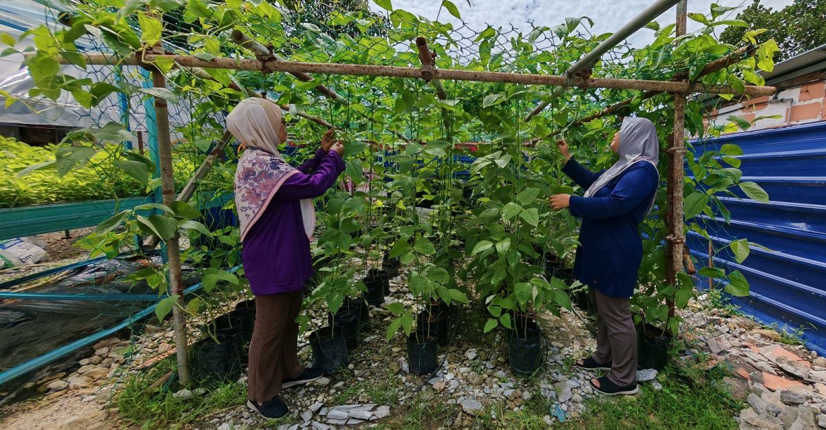 (已签发)柔:封面特稿:居委会种出热销品 金山园社区菜园成楷模