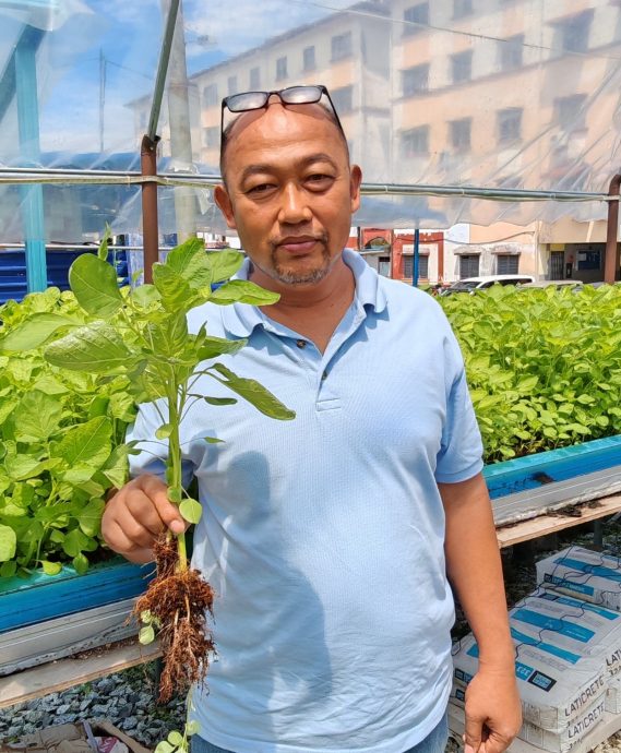 (已签发)柔:封面特稿:居委会种出热销品 金山园社区菜园成楷模