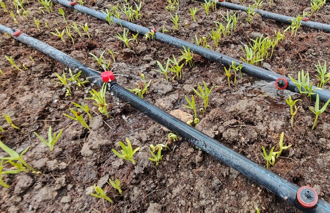 (已签发)柔:封面特稿:居委会种出热销品 金山园社区菜园成楷模