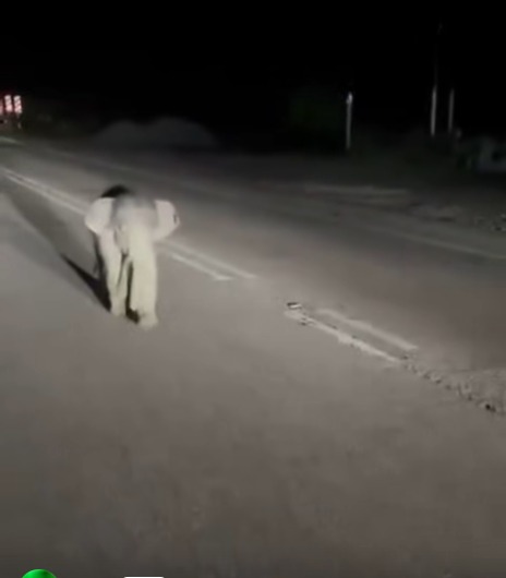 （已签发）柔：小象半夜街头溜达   网民忙问“妈妈去哪儿？”