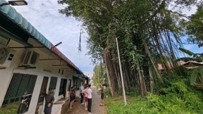 民生特工队 | 峇进步花园后巷“危树”   成居民心腹大患