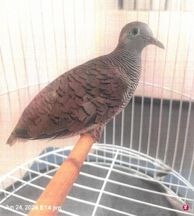 (已签发)柔:狮城二三事:买22令吉斑鸠走私入新 男子被罚2500新元