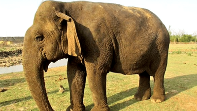 India’s Vatsala, believed to be oldest elephant in captivity, dies aged over 100