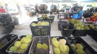 劳勿榴梿歉收   无法满足海外市场
