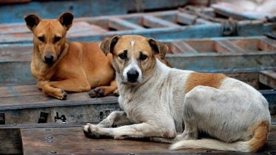 2宗在味源港1宗民都鲁 砂上周再添3狂犬病例