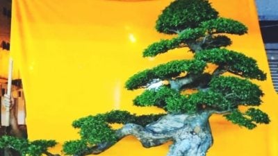 搜集30品种名贵树种  中国进口盆栽展会同好