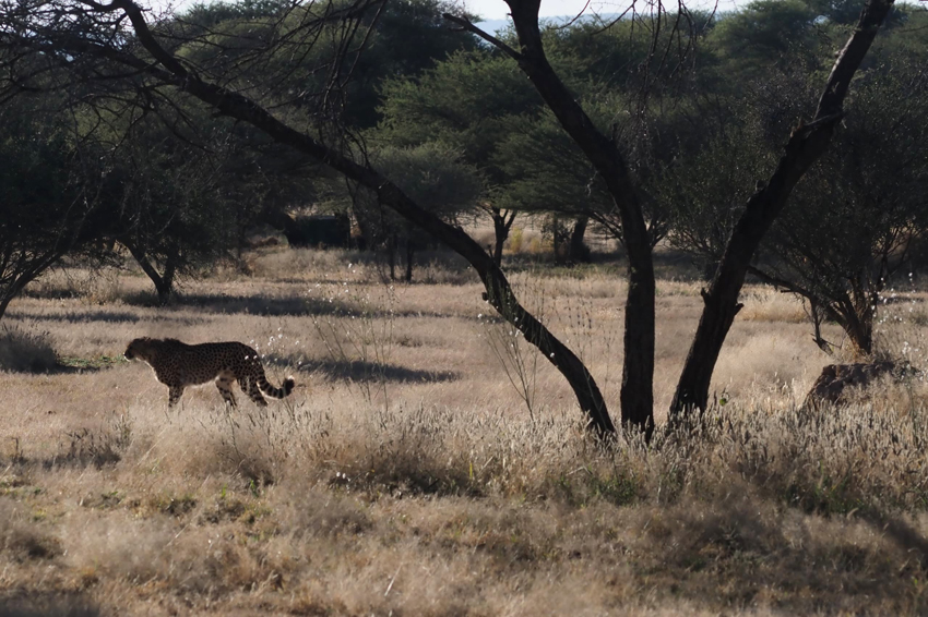 Kim Teoh／奔跑吧！猎豹 Cheetah Run