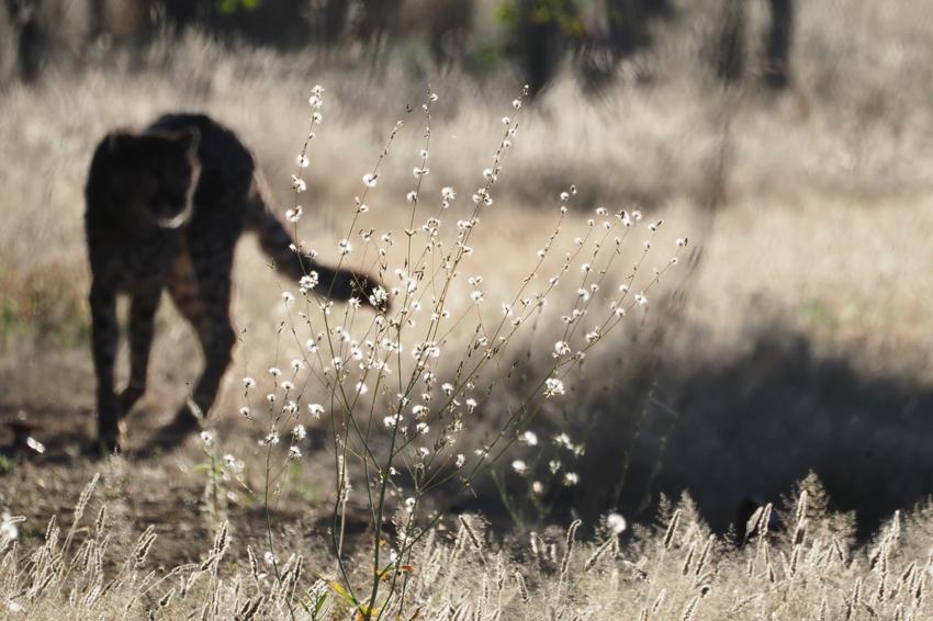  Kim Teoh／奔跑吧！猎豹 Cheetah Run