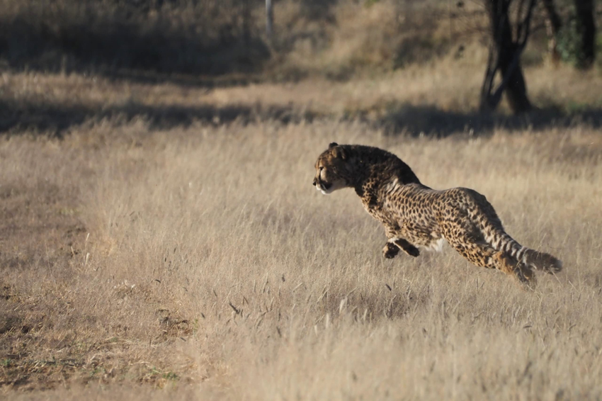  Kim Teoh／奔跑吧！猎豹 Cheetah Run