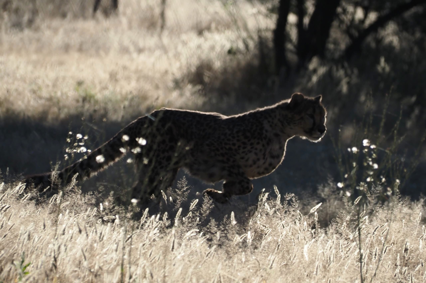  Kim Teoh／奔跑吧！猎豹 Cheetah Run