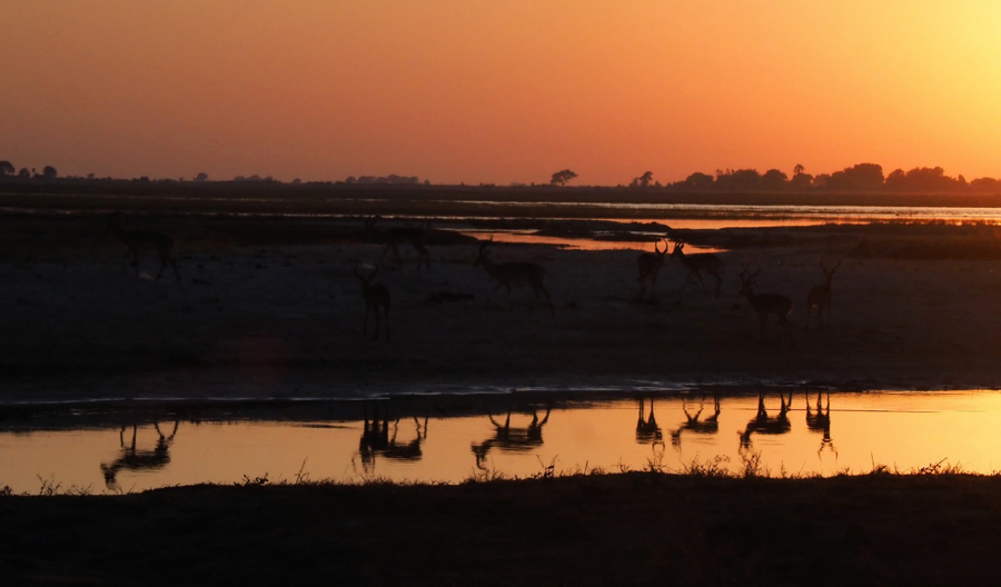 Kim Teoh／高角羚的倒影和剪影
