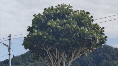 桑河滨老橄榄树遭砍引民愤 .  当局将觅更理想地点植新树