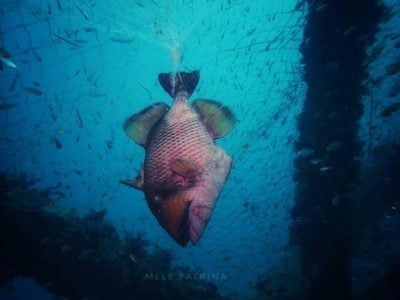 严重破坏海洋生态 . 潜点鬼网缠死鱼类