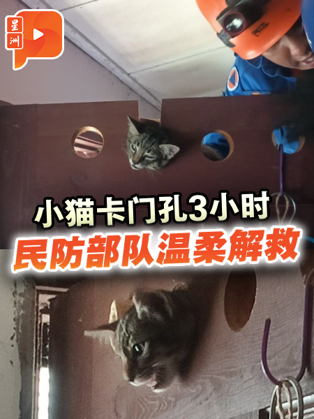 小猫卡门孔3小时 民防部队温柔解救