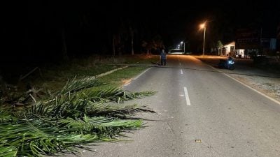 榕吉往加拉东大路边   油棕树倒拉断光纤柱