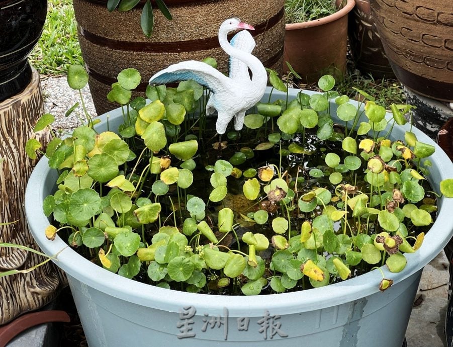（古城第四版主文）【带你去找爱】：植物也需要爱
