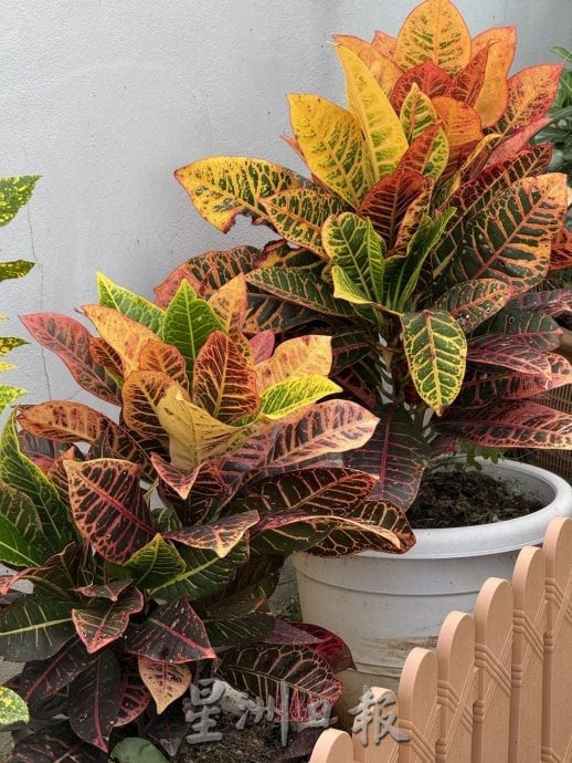 （古城第四版主文）【带你去找爱】：植物也需要爱