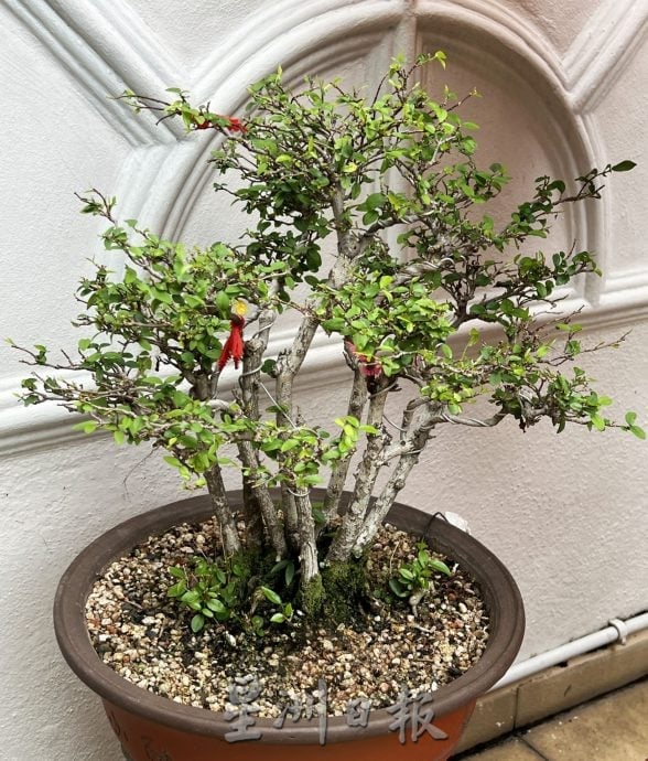（古城第四版主文）【带你去找爱】：植物也需要爱