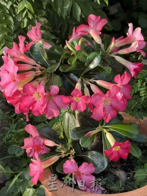 （古城第四版主文）【带你去找爱】：植物也需要爱