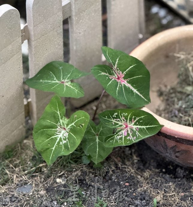 （古城第四版主文）【带你去找爱】：植物也需要爱