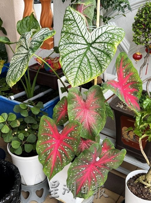 （古城第四版主文）【带你去找爱】：植物也需要爱