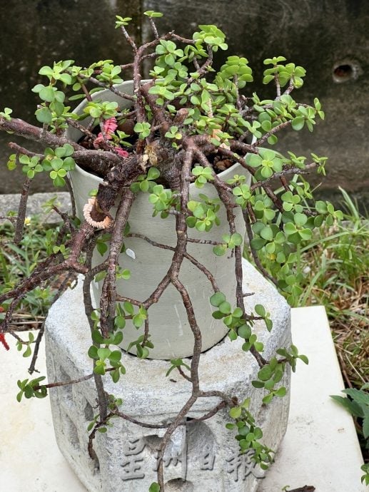 （古城第四版主文）【带你去找爱】：植物也需要爱