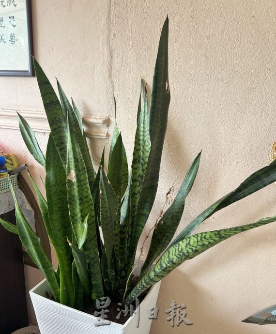 （古城第四版主文）【带你去找爱】：植物也需要爱