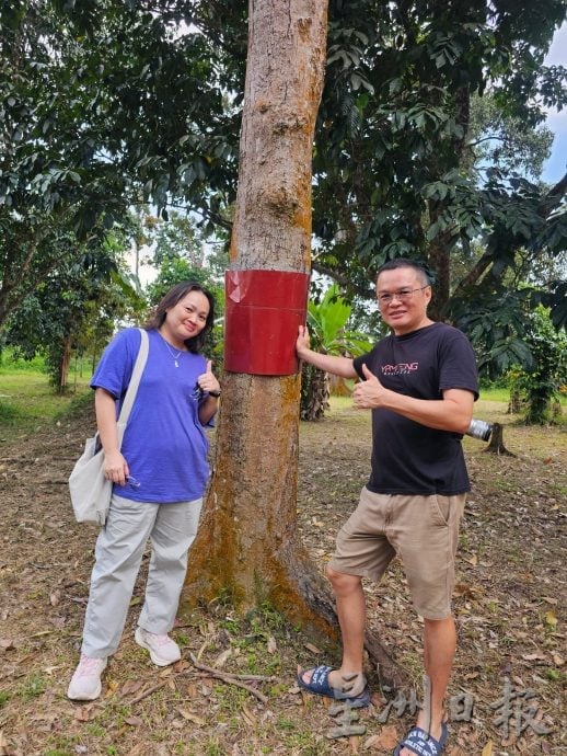 东(已签):丹那美拉坤玉榴梿引来国内外饕客追捧，货源抢手，导致售价上升到每公斤60至80令吉不等。