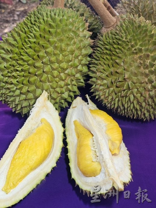 东(已签):丹那美拉坤玉榴梿引来国内外饕客追捧，货源抢手，导致售价上升到每公斤60至80令吉不等。