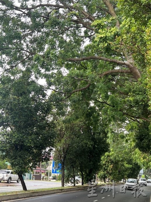 （古城第二版主文）暴风雨加剧大树危机·市议会待修大树清单厚如电话簿