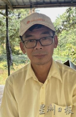 (已签发)柔:封面特稿:应对气候异常 榴梿树绑枝桠降风险