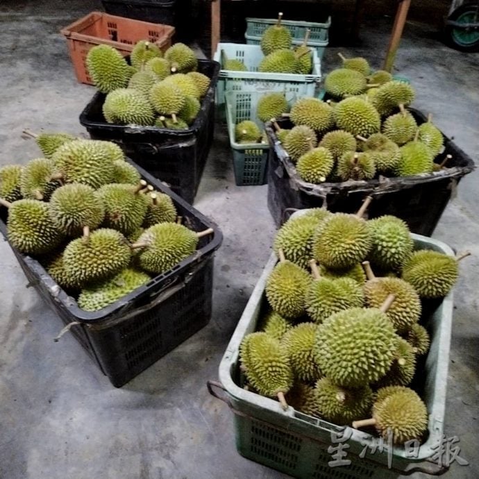 (已签发)柔:封面特稿:应对气候异常 榴梿树绑枝桠降风险