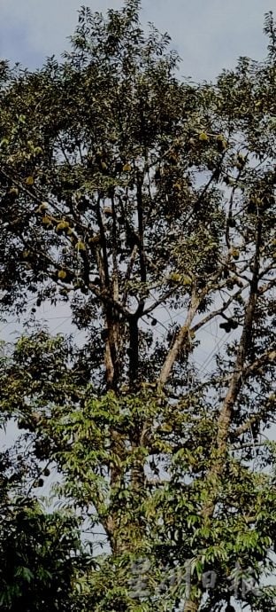 （已签发）柔：封面特稿：应对气候异常   榴梿树绑枝桠降风险
