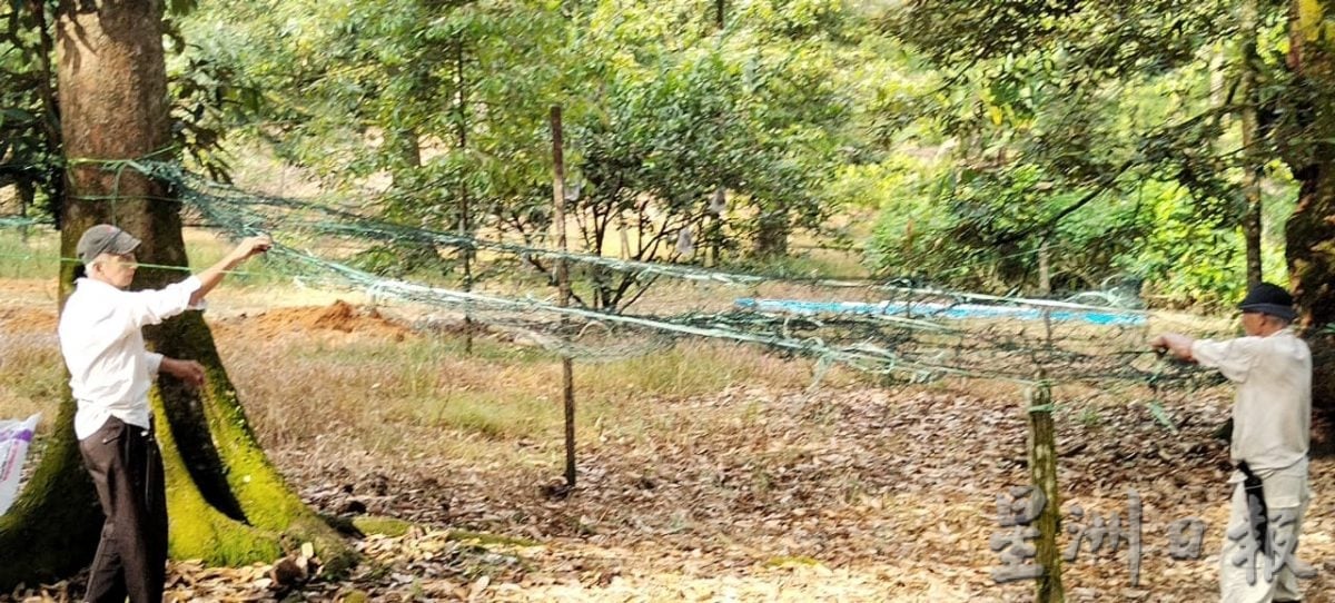 （已签发）柔：封面特稿：应对气候异常   榴梿树绑枝桠降风险