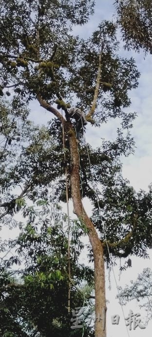 （已签发）柔：封面特稿：应对气候异常   榴梿树绑枝桠降风险