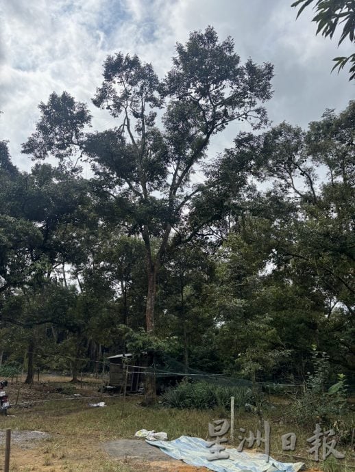 (已签发)柔:封面特稿:应对气候异常 榴梿树绑枝桠降风险