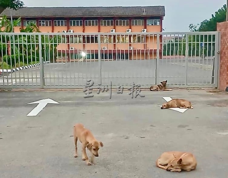 波中外流浪狗频追人 校长吁三管齐下解决问题