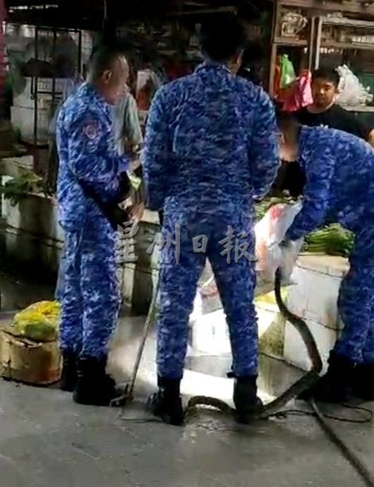 蟒蛇清晨闯公市 菜贩吓破胆急召援