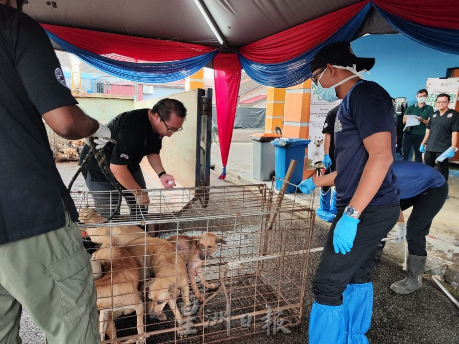 **暖势力**全国：暖势力：为流浪狗结扎  华巫印裔医护团队为社会献力