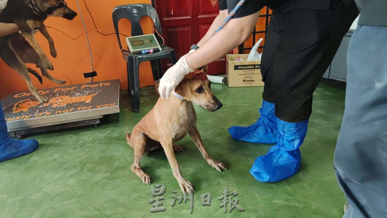 **暖势力**全国：暖势力：为流浪狗结扎  华巫印裔医护团队为社会献力