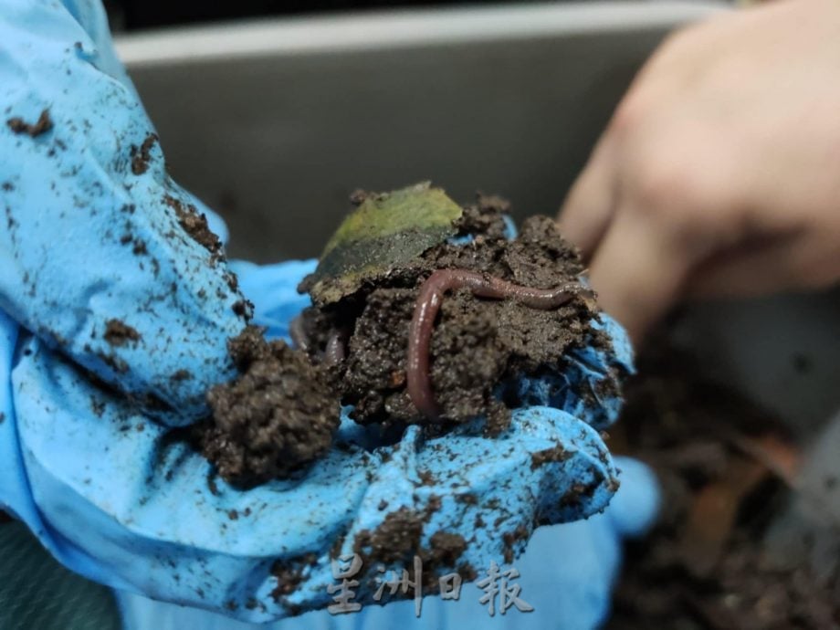 绿量：中学蚓粪堆肥计划