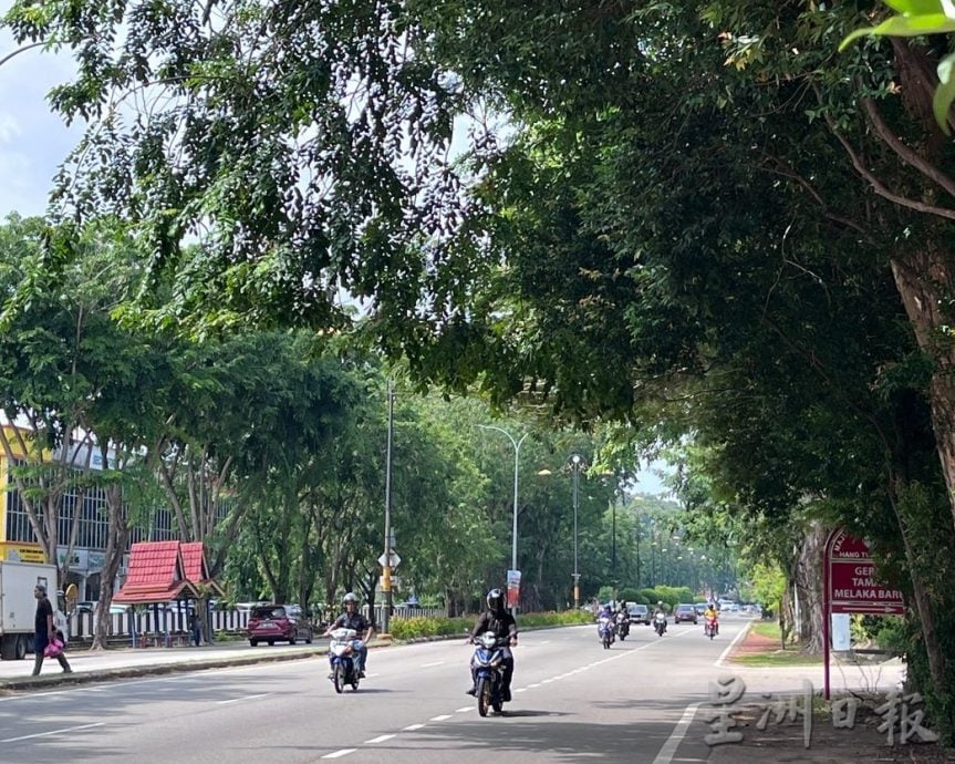 枝桠茂密需尽快修剪保障道路使用者安全