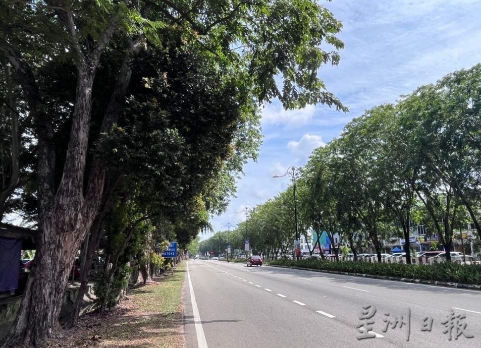 枝桠茂密需尽快修剪保障道路使用者安全